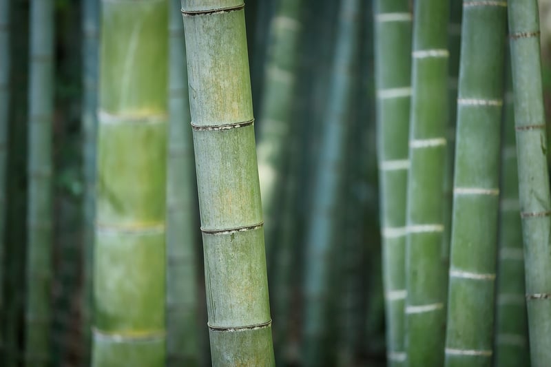 Bamboo Wall Art